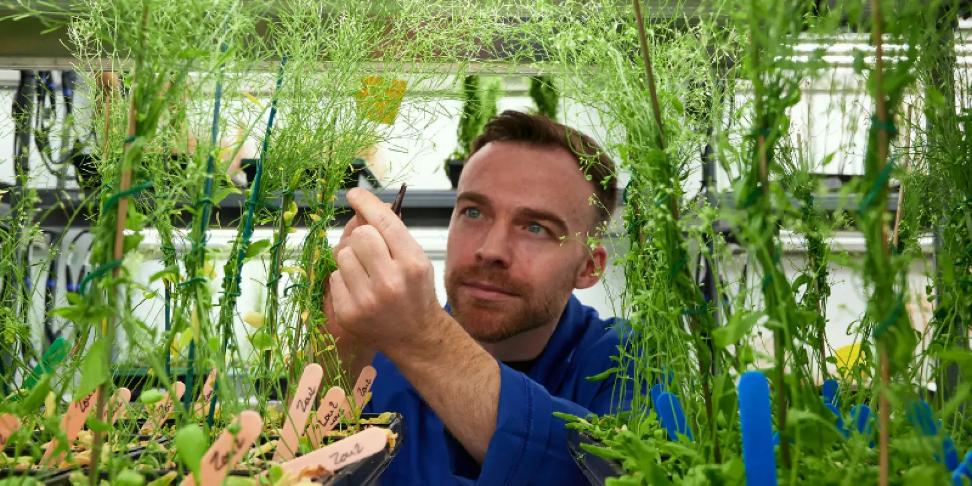 A man in a blue lab coat examines some plants growing in trays.